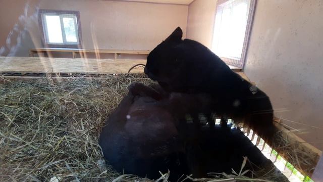 Сентябрьским солнечным утром пантера Наоми и собака Неси🐈⬛🐕 ПАРК ЗЕМЛЯ ПРАЙДА 🌿 смотреть онлайн