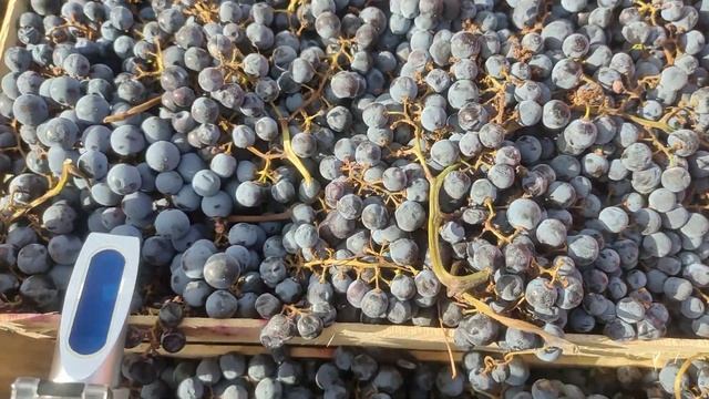 7 октября 2022г Каберне совиньон. Сахаристость 26% виноград можно купить в Санкт-Петербурге смотреть онлайн