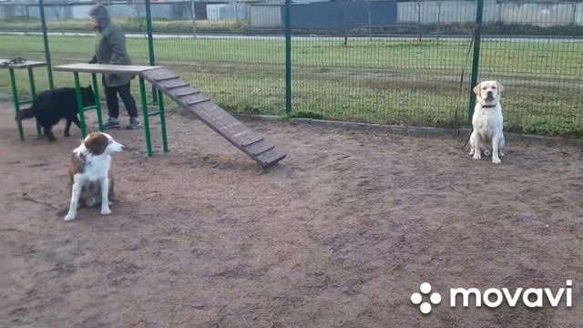 Жил Был Пес Щемиловка Кинологи Музей Пса смотреть онлайн