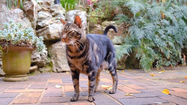 Хищник или нечистая сила: Таинственное могущество кошек смотреть онлайн