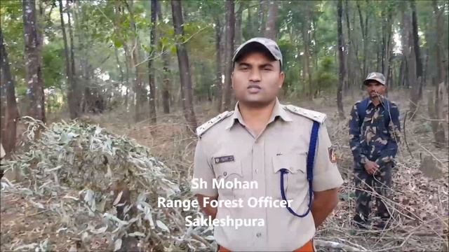 Formation of Elephant Free Zones смотреть онлайн