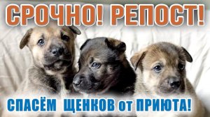 ❗❗ СРОЧНО! РЕПОСТ❗ Спасём щенков от ПРИЮТА, ДРУЗЬЯ❗ 8 подброшек, 5 девочек и 3 пацана