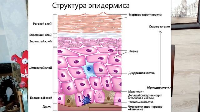 КЕРАТОМЫ. Какие кератомы можно убрать с помощью масла и скраба?