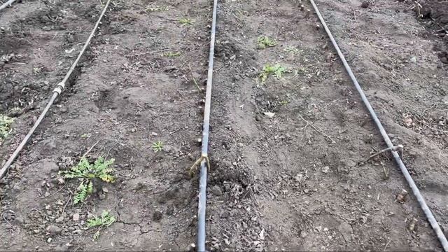 Для чего нужно рыхлить землю! Выметать листву! смотреть онлайн