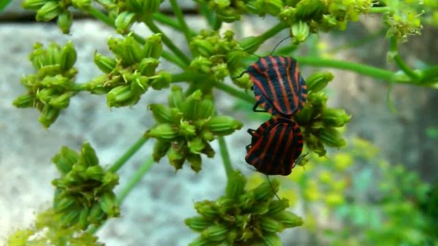 Красно-чёрный полосатый клоп щитник линейчатый или графозома полосатая смотреть онлайн