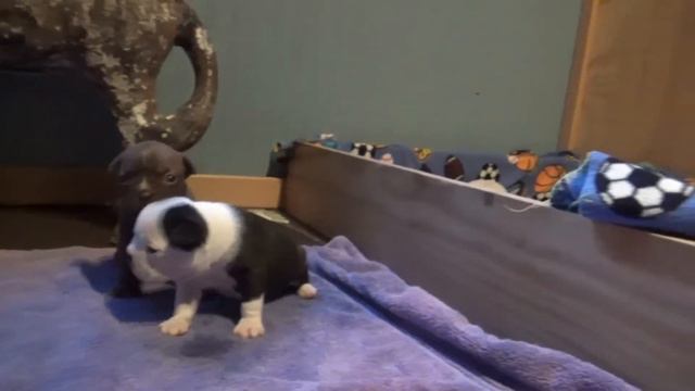 Casey x Basil litter summer 2018 2.5 weks old смотреть онлайн