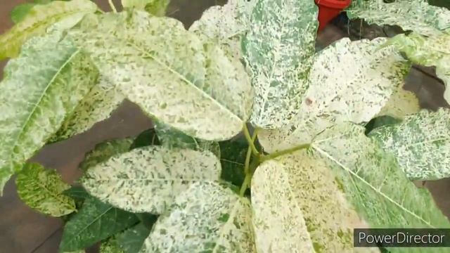 Ficus Aspera/Mosaic Fig an Ornamental perinneal plant grow from cuttings in Monsoons смотреть онлайн