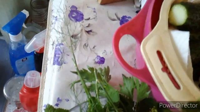 Маринованные огурцы на зиму.