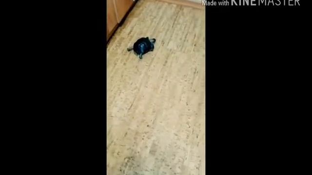 Уход за черепахой.Моя черепаха ползает по полу смотреть онлайн