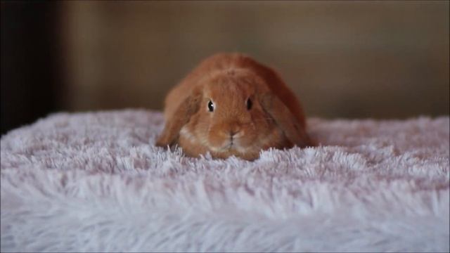 Карликовый вислоухий кролик, окрас красный плащевой смотреть онлайн