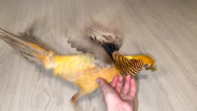 ЛИМОННЫЙ ФАЗАН ТУКОЧКА ЛЮБИТ ВИНОГДАД ?? смотреть онлайн