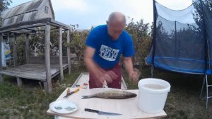 Как правильно и быстро почистить Судака.