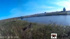 Охота на утку с легавой осенью с подхода. Охота на водоплавующую дичь с курцхааром, видео.