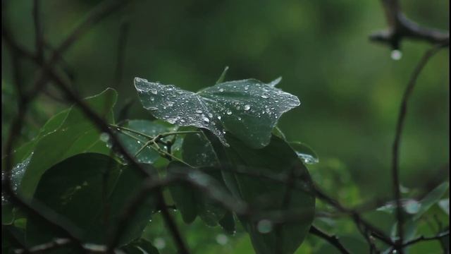 PTSD Meditation (Post Traumatic Stress DisOrder) #meditation #best #Relaxation #Energy #Sounds смотреть онлайн