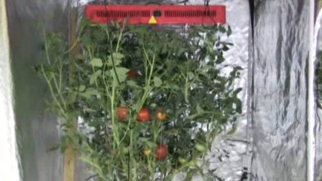 Помидоры под LED лампой смотреть онлайн