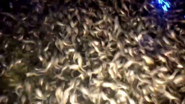 АкваПром: Малек 22 дня! Красота неимоверная! смотреть онлайн