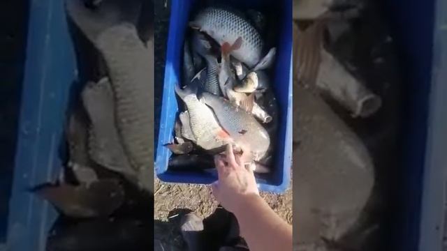 Рыбалка на Кожурле (Новорозино), Купинский район, НСО, 2020 год смотреть онлайн