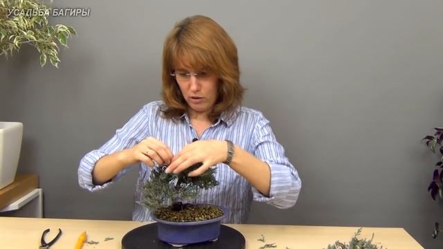 Бонсай из можжевельника (ч.3).