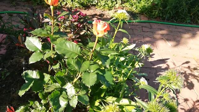 Розы плохо развиваются. Подкормки. смотреть онлайн