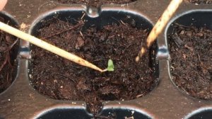 Growing lavender from seeds