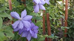 Клематис Мисс Чолмондели . Clematis Mrs . Cholmondeley .