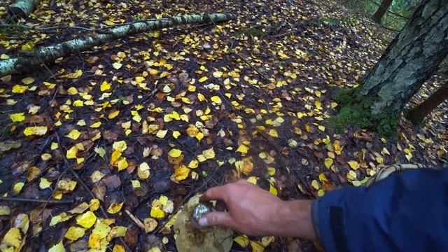 ОПЯТА ПОПЁРЛИ!!! БОРОВИКИ, БЕЛЫЕ ГРИБЫ и ПОДОСЫ НЕ ОТСТУПАЮТ! МОХОВИКИ и МЛЕЧНИКИ ЗАПОЛОНИЛИ ЛЕСА! смотреть онлайн