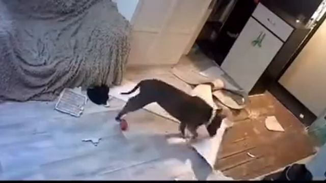 Собачки стелят линолеум для своего хозяина смотреть онлайн