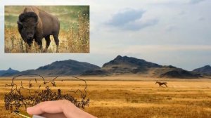 Энциклопедия для детей Развивающие видео для малышей Интересные факты о животных Луговые животные