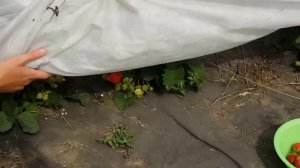 Хотите много крупной #клубники? Посадите клубнику на укрывной материал! Все секреты выращивания!