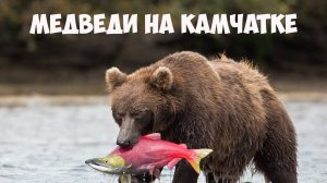 Медведи на Камчатке