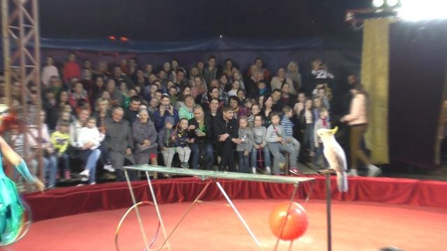 Цирк ШАПИТО ЭКСТРИМ АРЕНА г.Йошкар-Ола смотреть онлайн