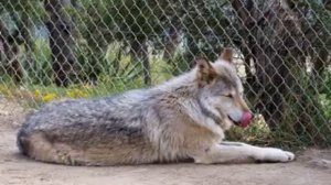 A Wolf and His Man with Leyton Cougar - Wild Spirit Wolf Sanctuary Part 1 of 3