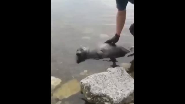 Спасли нерпу на Байкале смотреть онлайн