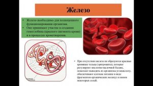 Значение макро- и микроэлементов в организме человека.