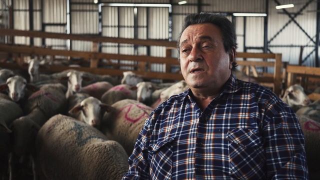 Как выбрать овец для своего хозяйства смотреть онлайн