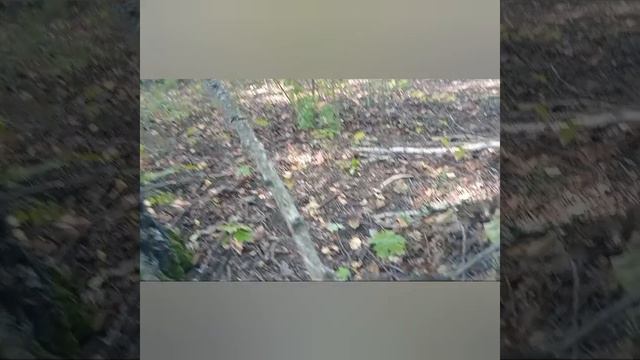 я опять попал в лес 🙄 смотреть онлайн