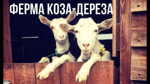 Ферма Коза-Дереза. Красноярск