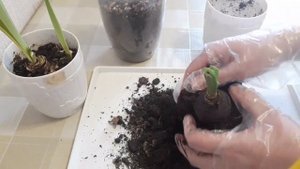 Гиппеаструм#Амаралис#Цветение