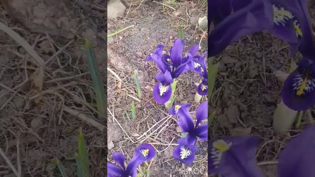 #shorts ирис #iris Ирис сетчатый. смотреть онлайн