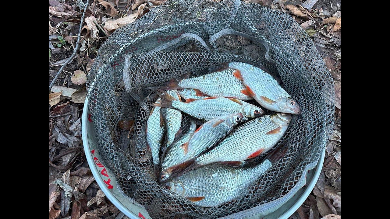 Рыбалка в Ноябре на фидер смотреть онлайн