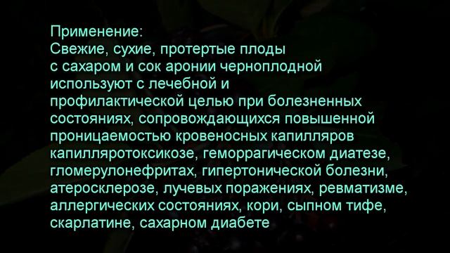 Рябина черноплодная. Арония (Aronia melanocarpa). Горобина чорноплода
