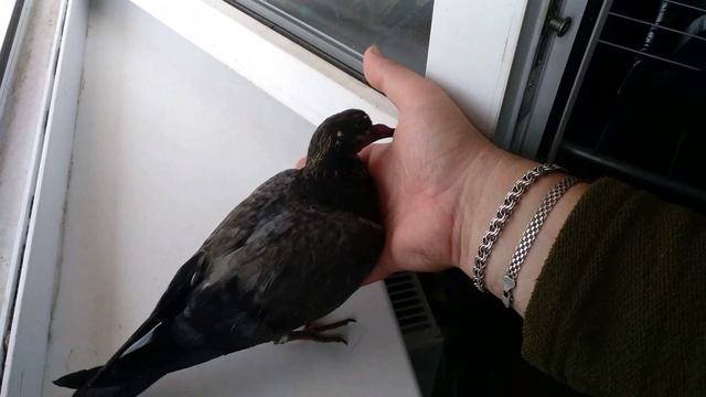 Голубиная сага - голубь Наташа VivaVideo. Как поймать голубя или голубятня дома. смотреть онлайн