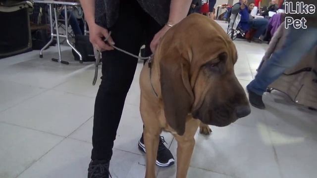 Уход за бладхаундом смотреть онлайн