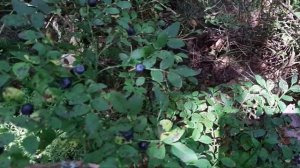 Лес Владимирской области.Как растет черника.