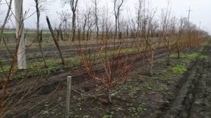 Мои персики на подвое ап1 и бест3.