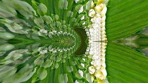 Футажи! Комплект Футажей Весенняя Ландышевая Сказка 5 от Киностудии Мудрого Кота Тимофея!