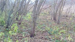 Каждый комрад хочет найти такую монету 🙆