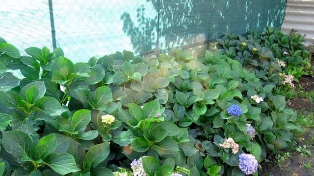Крупнолистные гортензии итоги сезона 18.09.2017г. смотреть онлайн