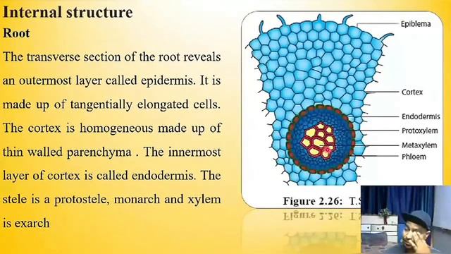 Selaginella General character | Structure | Reproduction смотреть онлайн
