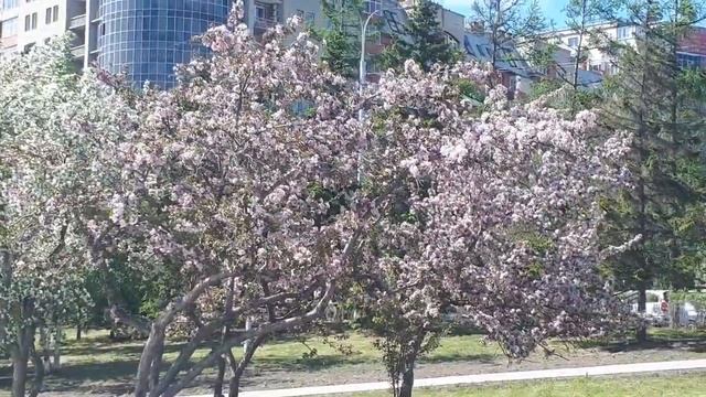 Набережная Красноярска весной смотреть онлайн